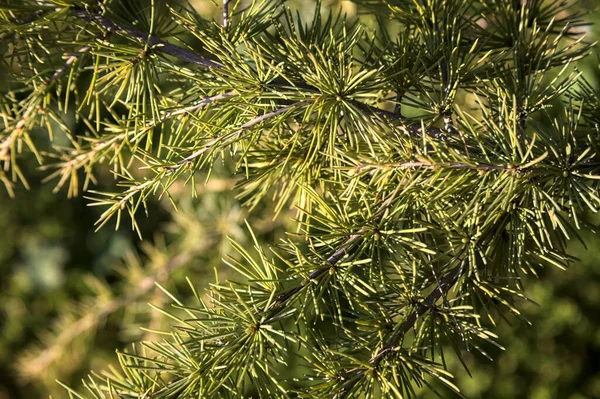 Pine Tree Branch Sunset Seen Close — Photo