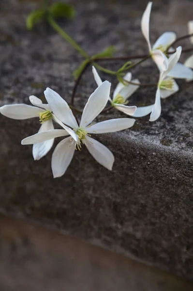 Jasmine Branch Bloom Concrete Wall — Photo