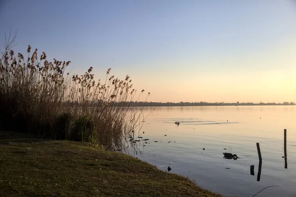 Gün batımında sazlıklar olan bir gölün kıyısında.
