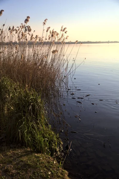 Gün batımında sazlıklar olan bir gölün kıyısında.