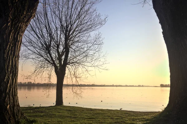 Pohon Cemara Tepi Danau Dibingkai Oleh Pohon Saat Matahari Terbenam — Stok Foto