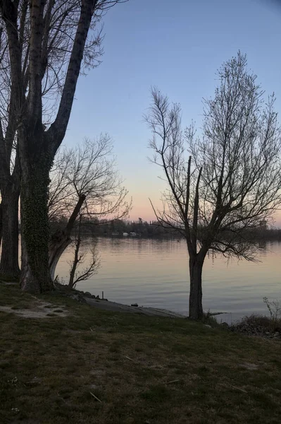 Gün batımında ağaçlarla çevrili bir gölün kıyısındaki çıplak ağaç.