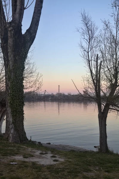 Gün batımında ağaçlarla çevrili bir gölün kıyısındaki çıplak ağaç.