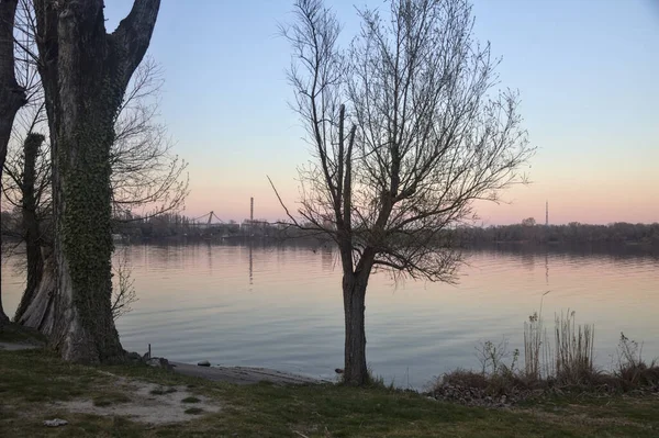 Albero Nudo Sulla Riva Lago Incorniciato Alberi Tramonto — Foto Stock