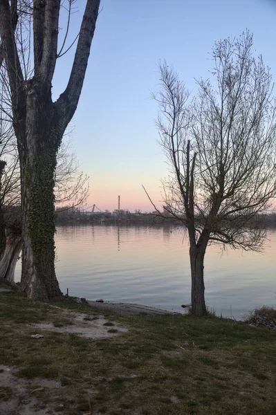 Bare Tree Shore Lake Framed Trees Sunset — 스톡 사진