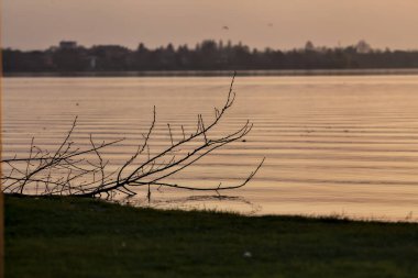 Gün batımında gölün kıyısında devrilmiş bir ağaç ve arka planda bir kasaba.