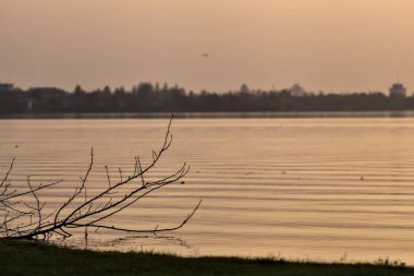 Gün batımında gölün kıyısında devrilmiş bir ağaç ve arka planda bir kasaba.