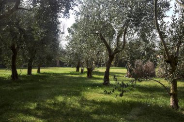 Bahçedeki zeytin ağaçları.