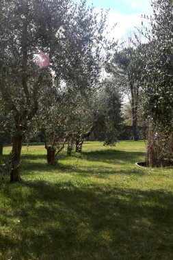 Bahçedeki zeytin ağaçları.