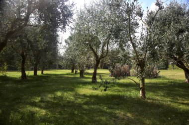 Bahçedeki zeytin ağaçları.