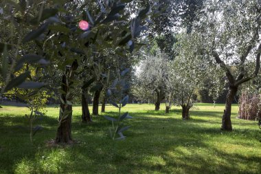 Bahçedeki zeytin ağaçları.