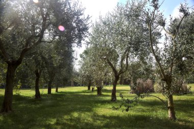 Bahçedeki zeytin ağaçları.