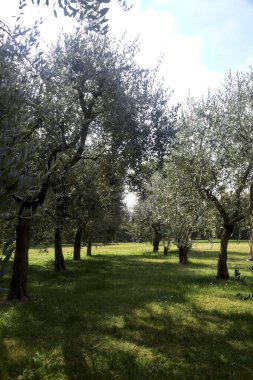 Bahçedeki zeytin ağaçları.
