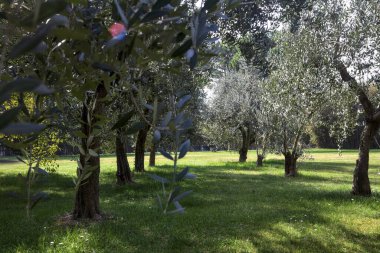 Bahçedeki zeytin ağaçları.