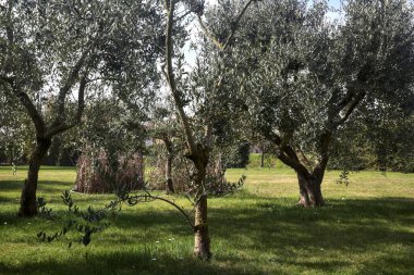 Bahçedeki zeytin ağaçları.