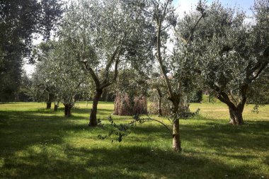 Bahçedeki zeytin ağaçları.