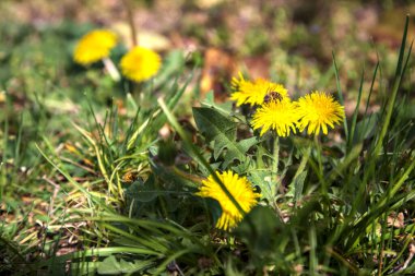 Çiçek açmış bir grup karahindibanın üzerindeki arı yakından görülüyor.