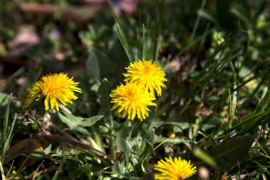 Çimlerde açan karahindibalar yakından görülüyor.