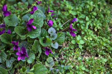 Çimenlerde açan menekşeler yakından görülüyor.