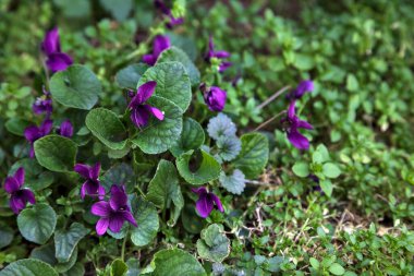 Çimenlerde açan menekşeler yakından görülüyor.