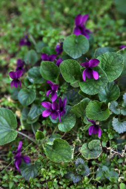 Çimenlerde açan menekşeler yakından görülüyor.