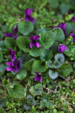 Çimenlerde açan menekşeler yakından görülüyor.