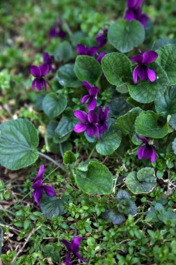 Çimenlerde açan menekşeler yakından görülüyor.