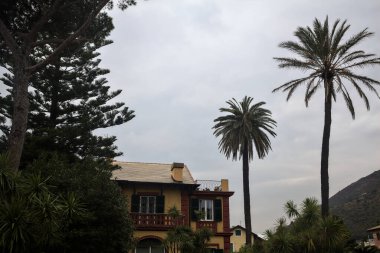 Bulutlu bir günde evlerin arasında palmiye ağaçları