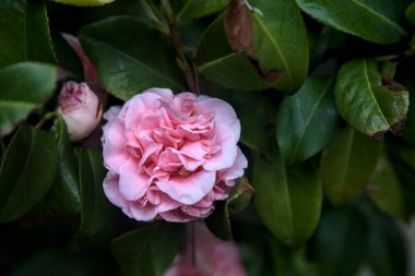 Azalea çiçekleri yakından görülüyor.
