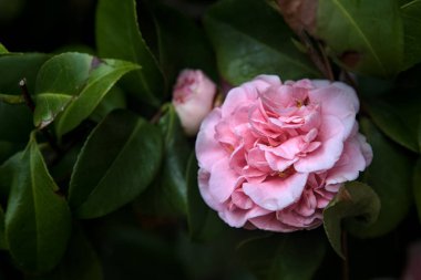 Azalea çiçekleri yakından görülüyor.