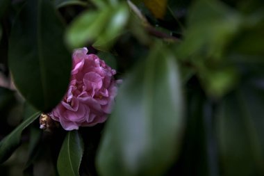 Azalea çiçekleri yakından görülüyor.