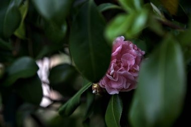 Azalea çiçekleri yakından görülüyor.