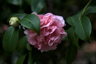 Azalea çiçekleri yakından görülüyor.