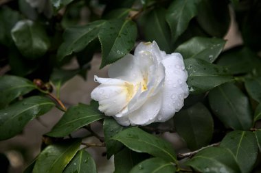 Üzerlerinde yağmur damlaları olan gardenya çiçekleri yakından görülüyor.
