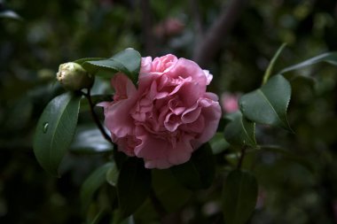 Azalea çiçekleri yakından görülüyor.