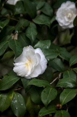 Üzerlerinde yağmur damlaları olan gardenya çiçekleri yakından görülüyor.