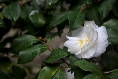 Üzerlerinde yağmur damlaları olan gardenya çiçekleri yakından görülüyor.
