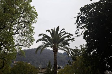 Bulutlu bir günde ağaçların çerçevelediği palmiye ağacı