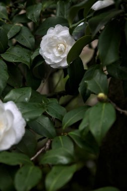 Üzerlerinde yağmur damlaları olan gardenya çiçekleri yakından görülüyor.