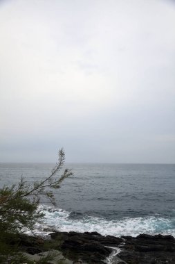 Bulutlu bir günde deniz kenarında bitkilerle dolu bir uçurum.