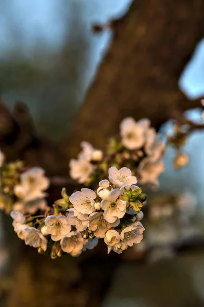 Plum Tree Branch Bloom Sunset Seen Close — Stock Photo, Image