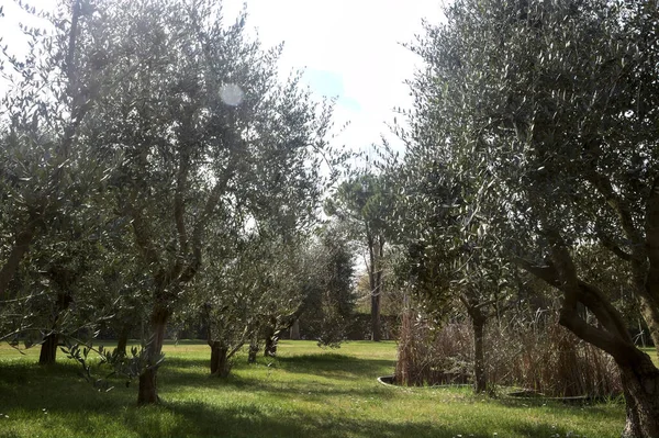 Bahçedeki zeytin ağaçları.