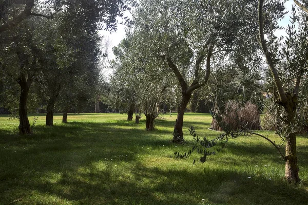 Bahçedeki zeytin ağaçları.