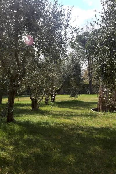 Bahçedeki zeytin ağaçları.