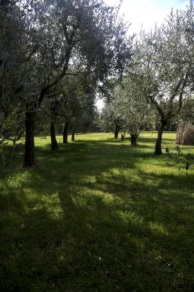 Bahçedeki zeytin ağaçları.