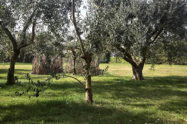 Reihen Von Olivenbäumen Einem Garten — Stockfoto