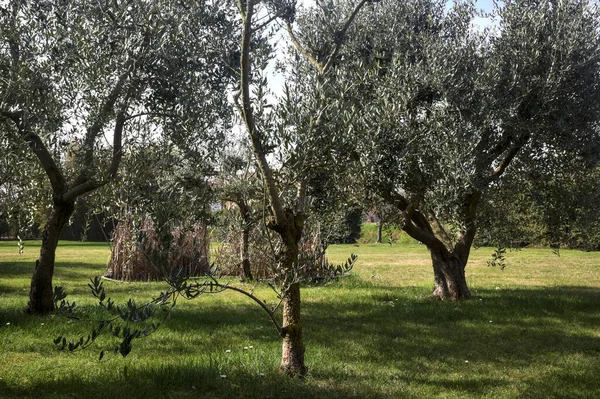 Bahçedeki zeytin ağaçları.