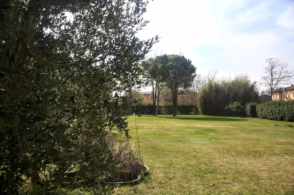 Garten Auf Dem Land Umrahmt Von Einem Olivenbaum — Stockfoto