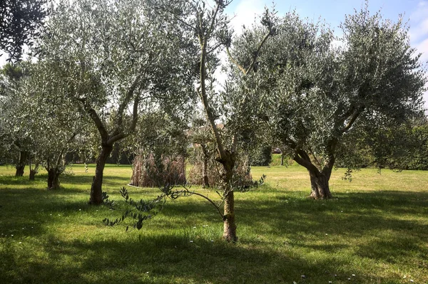 Bahçedeki zeytin ağaçları.