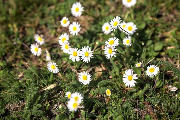 Daisies Bloom Grass — Stock Photo, Image